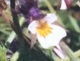 link to field pansy